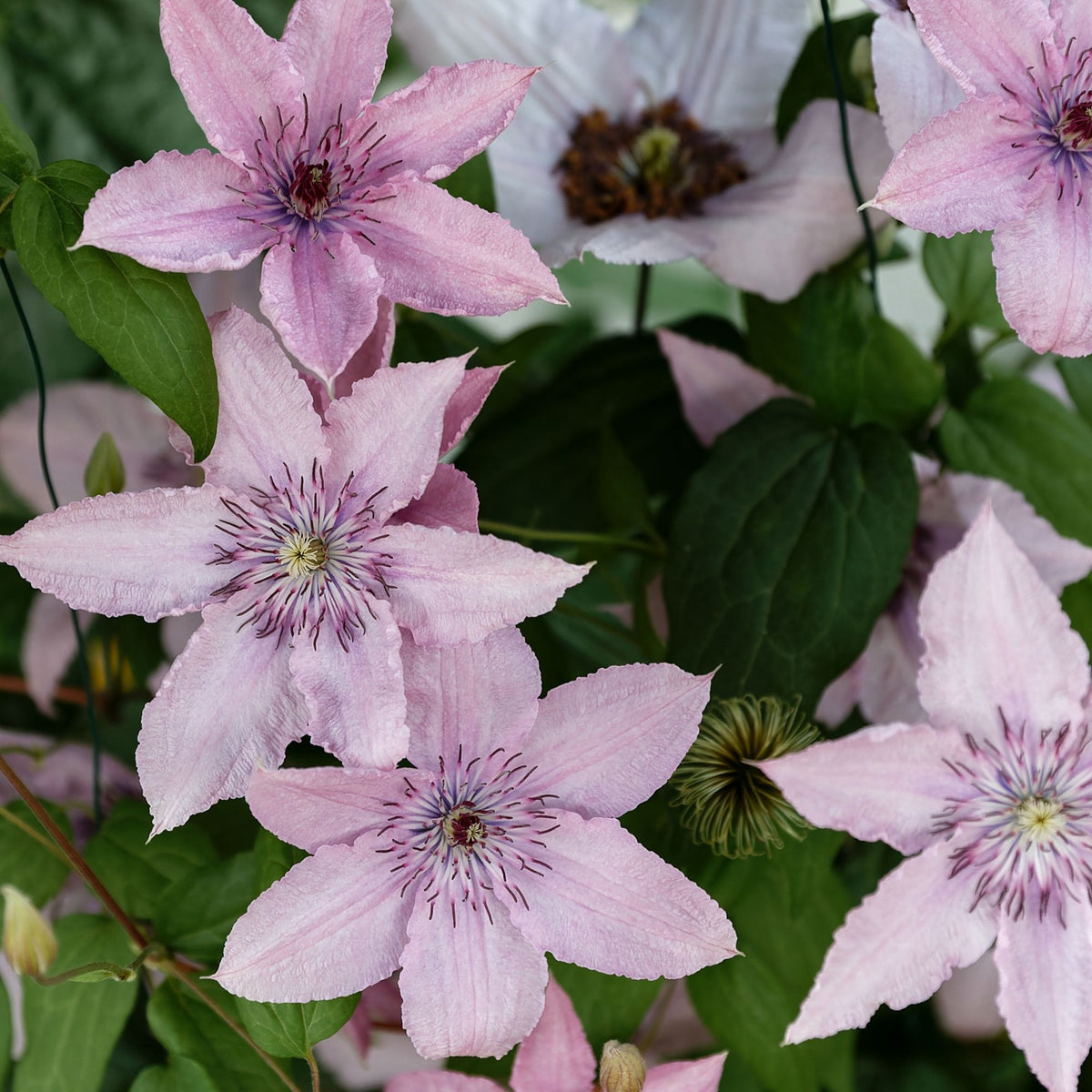 Clématite Hagley Hybrid - Clematis 'hagley hybrid' - Plantes grimpantes