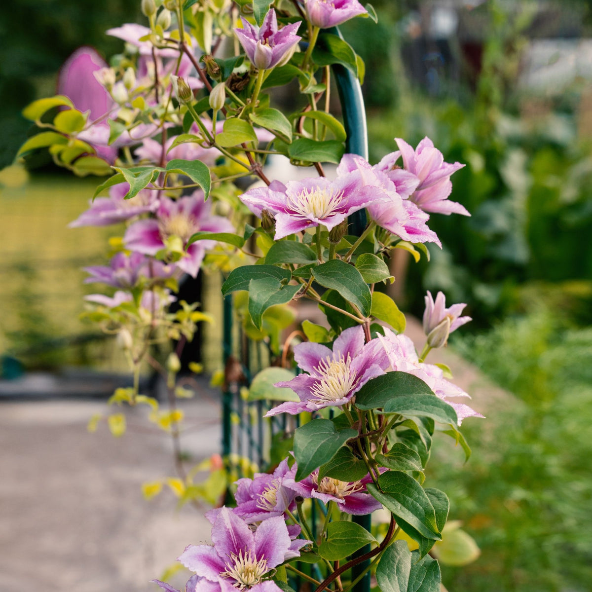 Clématite Hagley Hybrid - Clematis 'hagley hybrid' - Clématites