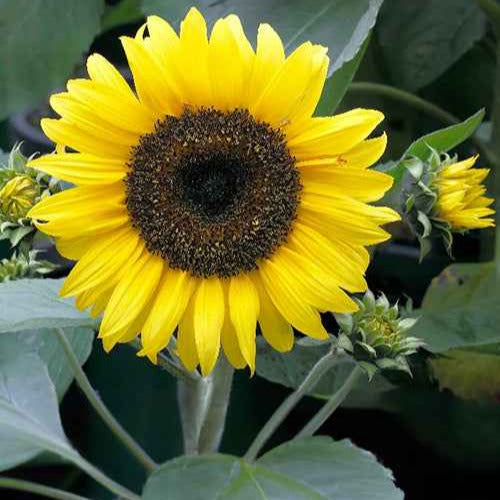 Soleil - Tournesol à fleur simple naine Sunspot