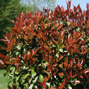 Collection Haie printanière - 4 arbustes - Photinia, Forsythia, Spireae Grefsheim , Chaneomeles - Willemse