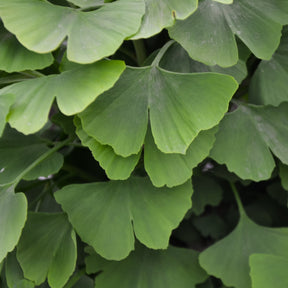 Arbre aux 40 écus - Ginkgo biloba - Ginkgo biloba - Willemse