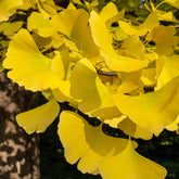 Arbre aux 40 écus - Ginkgo biloba - Willemse