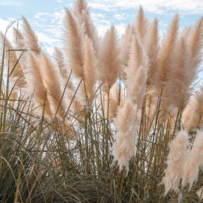 Herbe de la pampa rose - Cortaderia selloana rendatleri - Graminées