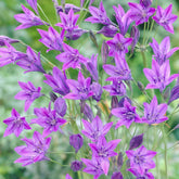 100 Triteleia Queen Fabiola - Willemse