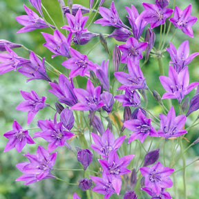 100 Triteleia Queen Fabiola - Willemse