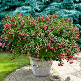 3 Fuchsias Celia Smedley - Willemse