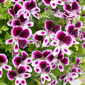 3 Pelargoniums odorants Mosquitaway Eva - Willemse