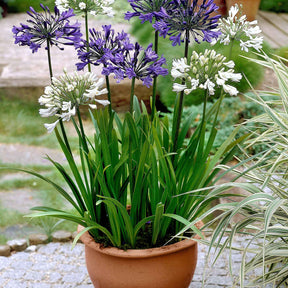 Agapanthus - 3 Agapanthes violettes et blanche en mélange - Agapanthes