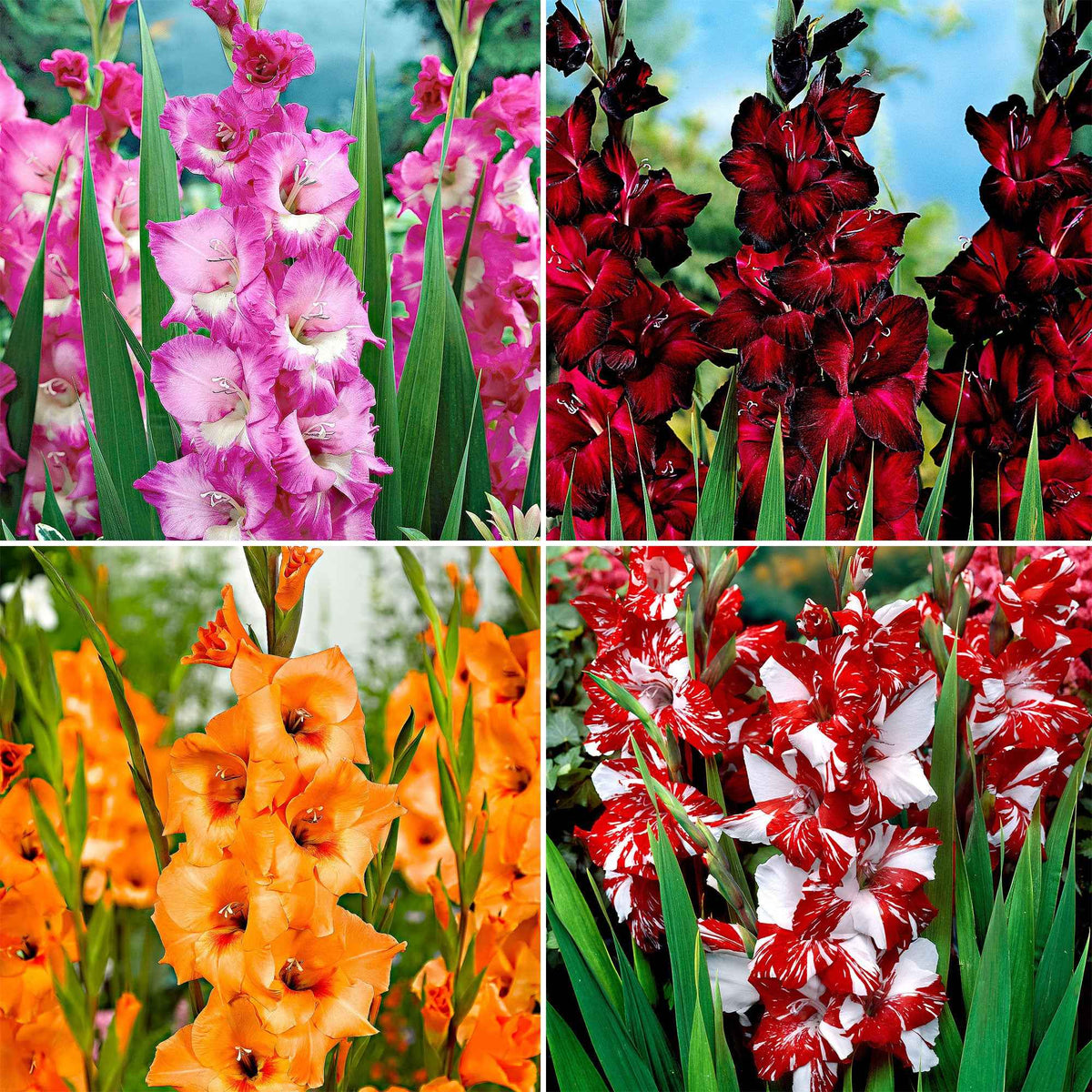 40 Glaïeuls à grandes fleurs Vivre en mélange - Gladiolus 'vivre' - Plantes