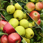 Pommier sur tige 3 variétés en 1 - Willemse