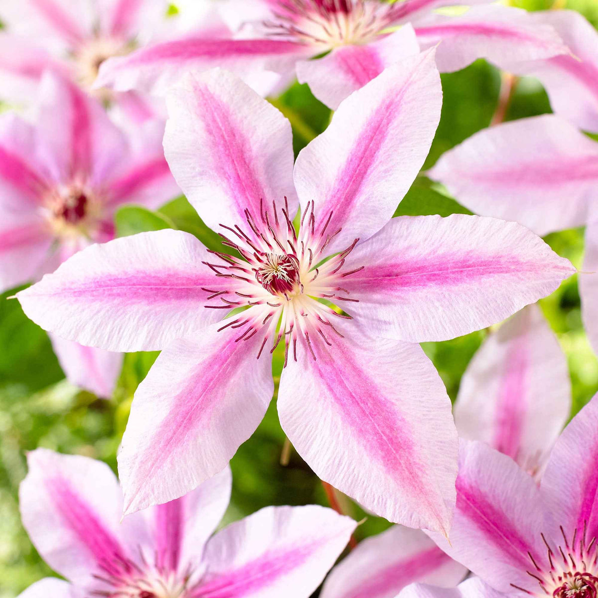 Clématite vigne-blanche Clematis 'Nelly Moser' rose-blanc 