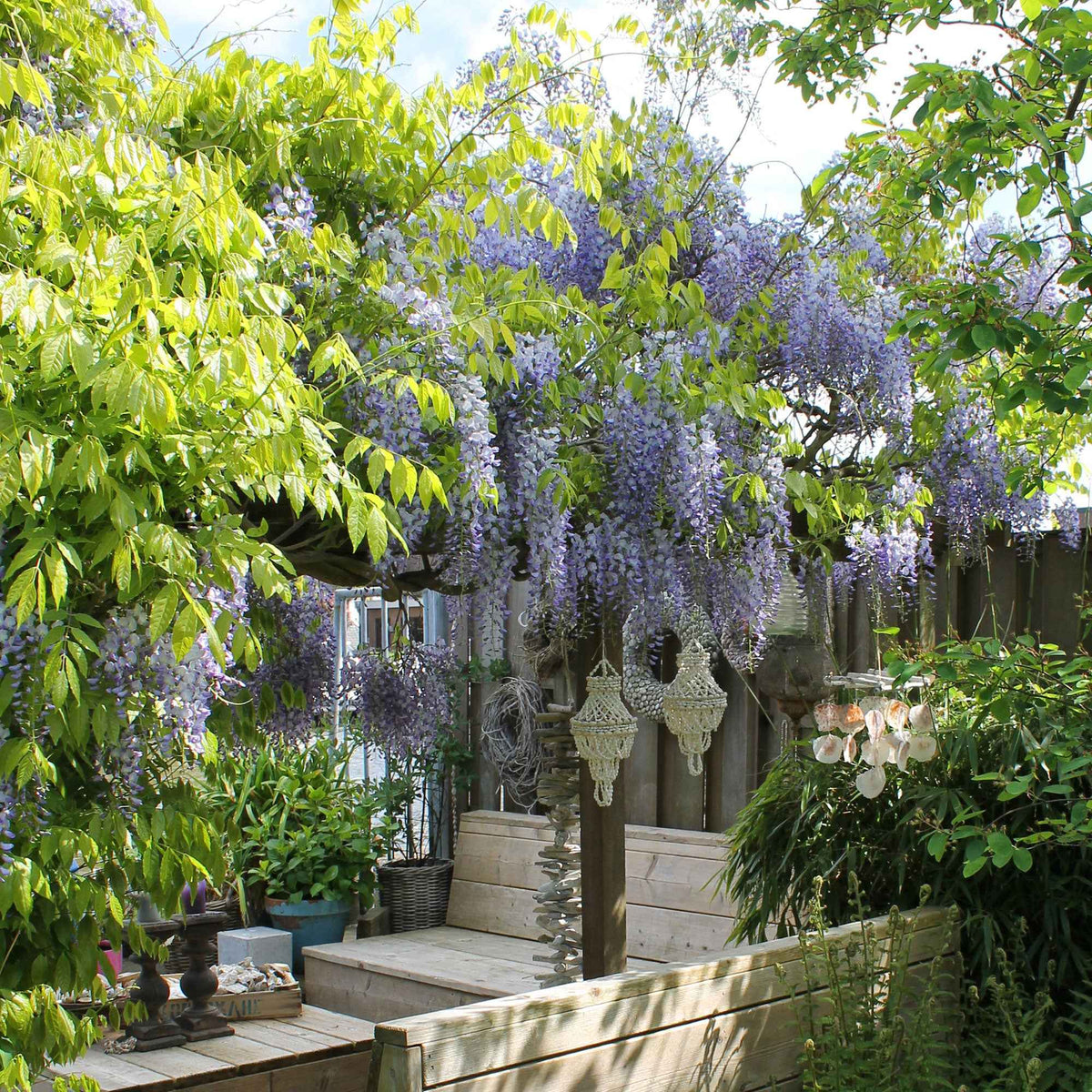 Glycine de Chine Caroline - Wisteria sinensis 'caroline' - Plantes