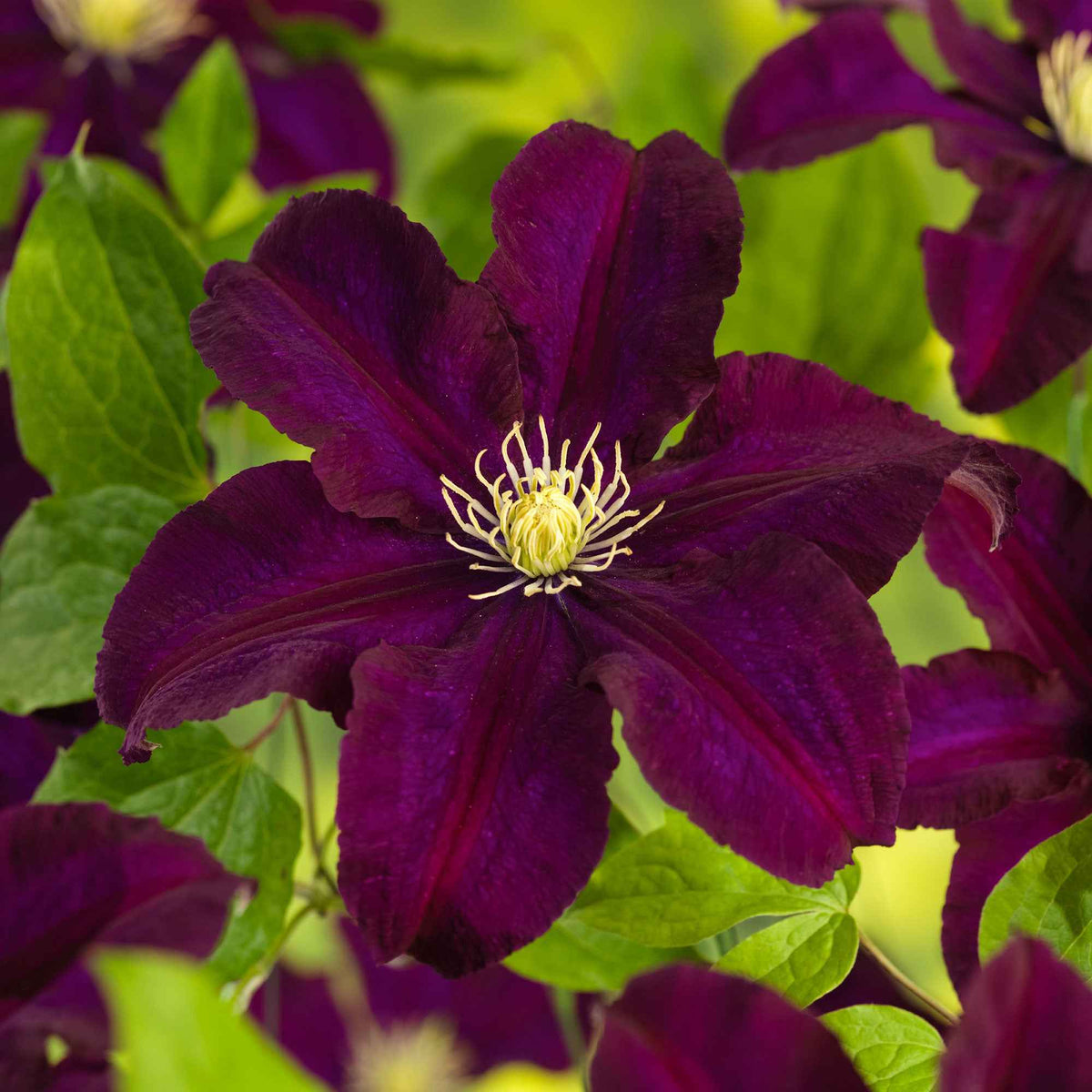 Clématite Warszawska Nike - Clematis 'warszawska nike' - Plantes grimpantes