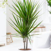 Dracaena marginata - Willemse