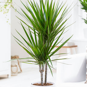 Dracaena marginata - Willemse