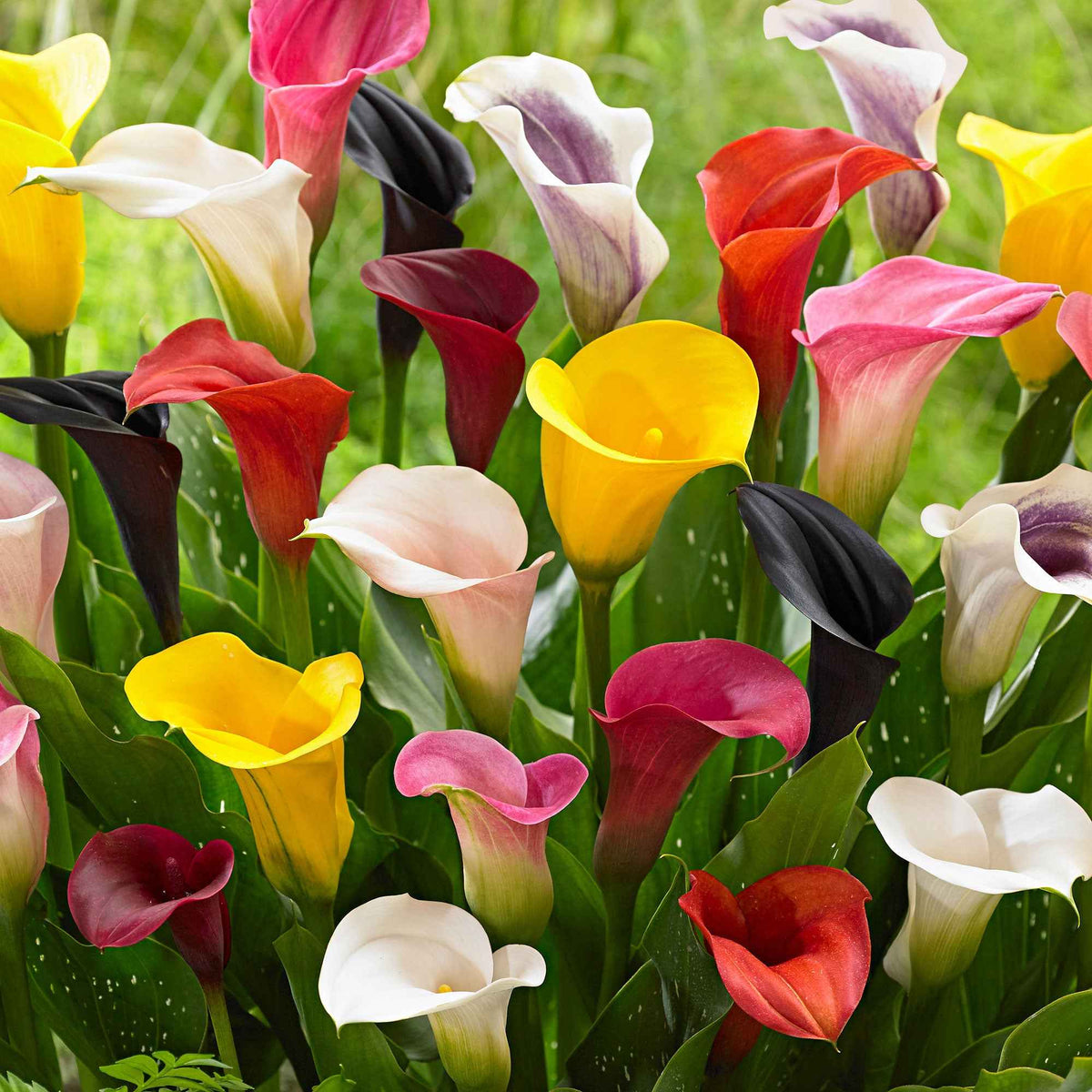 3 Arums en mélange : jaune, rouge, rose - Willemse
