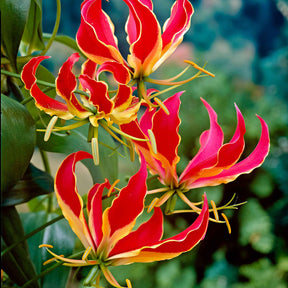 2 Gloriosas Rothschildiana - Gloriosa superba  'rothschildiana' - Willemse