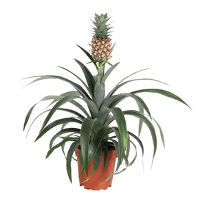 Ananas comosus 'Corona' - Ananas comosus - Plantes tropicales