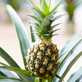 Ananas comosus - Ananas comosus 'Corona' - Willemse