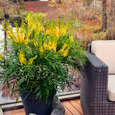 Mahonia Soft Caress - Willemse