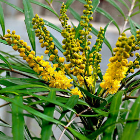 Mahonia eurybracteata 'soft caress' - Mahonia Soft Caress - Mahonias