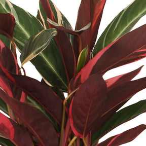 Calathea Stromanthe 'Triostar' - Calathea