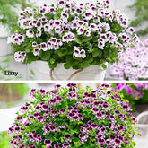 6 Pelargoniums odorants Mosquitaway Lizzy et Eva en mélange - Willemse