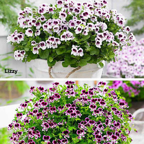 6 Pelargoniums odorants Mosquitaway Lizzy et Eva en mélange - Willemse
