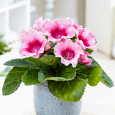 Gloxinia des fleuristes rose - Willemse