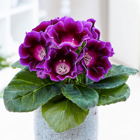 Gloxinia des fleuristes violet - Sinningia speciosa purple - Plantes fleuries