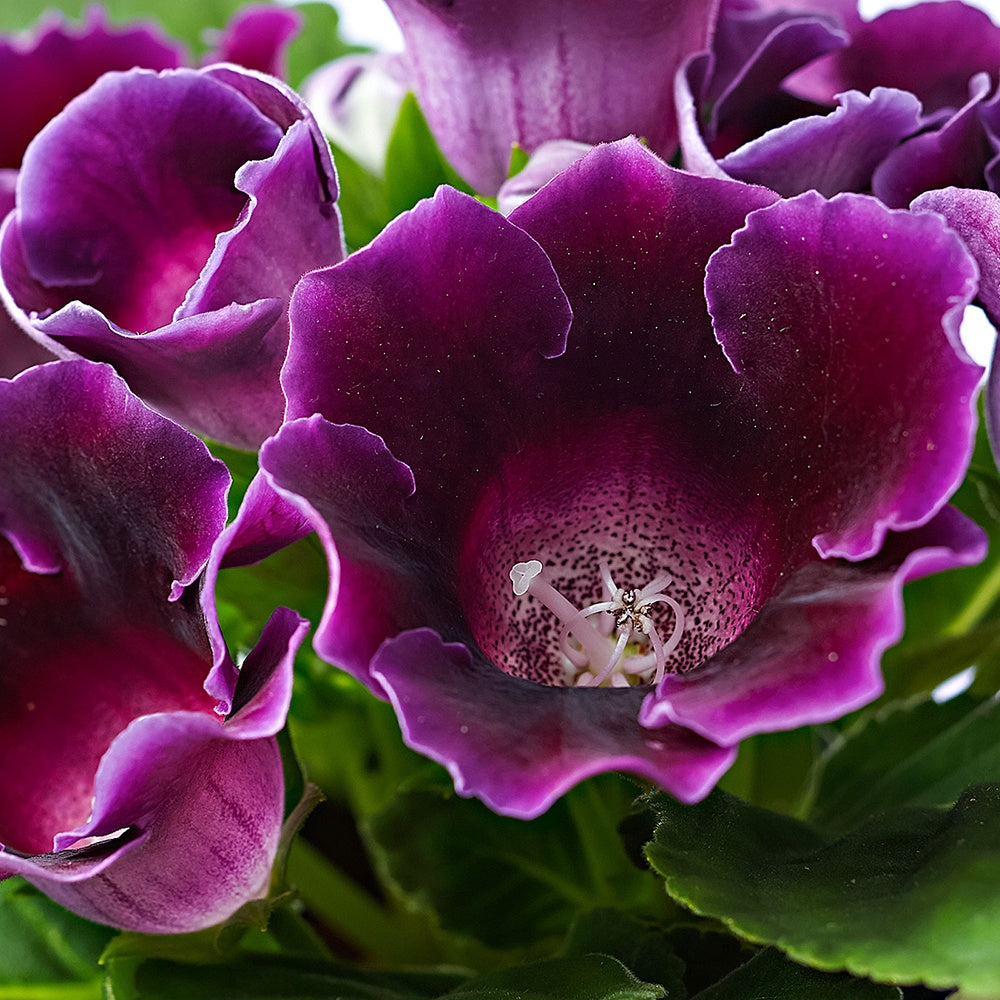 Gloxinia des fleuristes violet - Sinningia speciosa purple