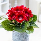 Gloxinia des fleuristes rouge - Sinningia speciosa red - Plantes fleuries