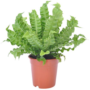 Fougère nid d'oiseau Crispy Wave - Asplenium nidus crispy wave