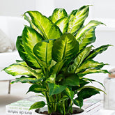 Dieffenbachia Camilla - 1x hauteur de livraison 45-50 cm, pot de Diamètre 17 cm - Plantes d intérieur - undefined