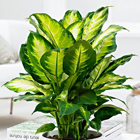 Dieffenbachia Camilla - 1x hauteur de livraison 45-50 cm, pot de Diamètre 17 cm - Plantes d intérieur - undefined