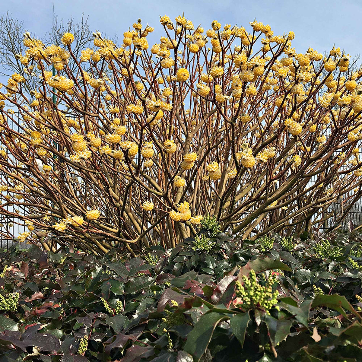 Edgeworthia Grandiflora - Buisson à papier - Willemse