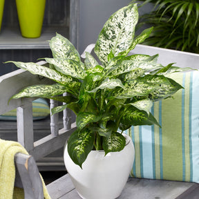 Dieffenbachia Compacta - Willemse