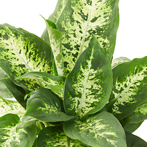 Dieffenbachia Compacta - Dieffenbachia compacta