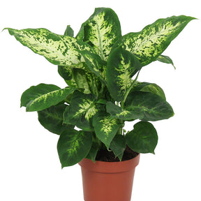 Dieffenbachia Compacta - Dieffenbachia compacta