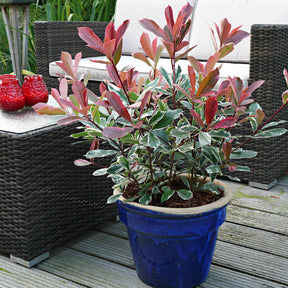 Photinia 'Pink Marble' rose - Arbustes