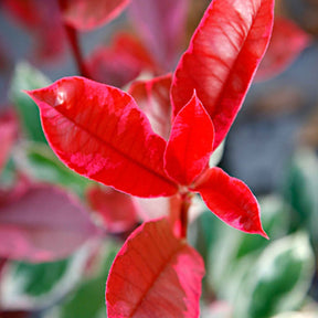 Photinia - Photinia Pink Marble - Photinia fraseri Pink Marble