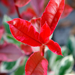 Photinia 'Pink Marble' rose - Arbustes