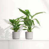 Fleur de lune - Spathiphyllum Pearl Cupido Blanc - Willemse