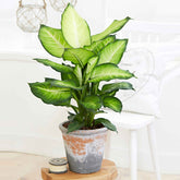 Dieffenbachia Summer Style - Willemse