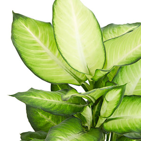 Dieffenbachia Summer Style - Dieffenbachia summer style