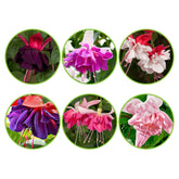 6 Fuchsias All in One en mélange - Willemse