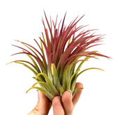 Tillandsia ionantha Rood XL - Tillandsia ionantha rood xl - Plantes fleuries