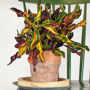 Croton Mammi - Willemse