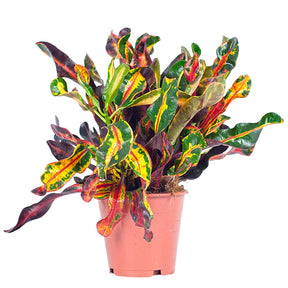Codiaeum variegatum mammi - Croton Mammi - Plantes vertes