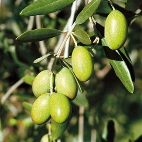 Olivier sur tige - Olea europaea - Plantes